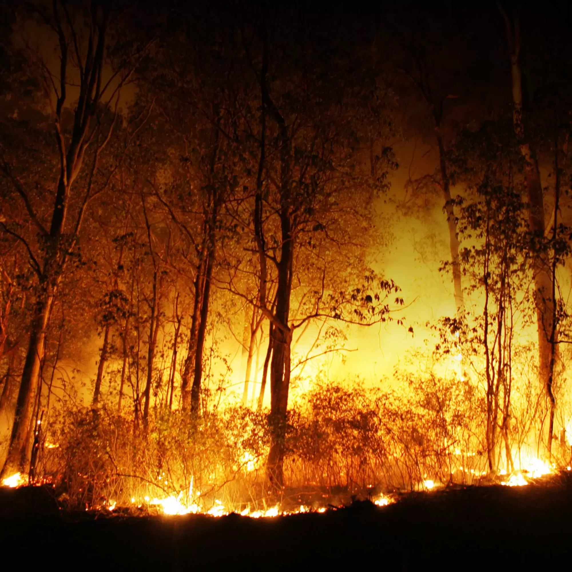 What the LA Fires Can Teach Australia About Bushfire Preparedness